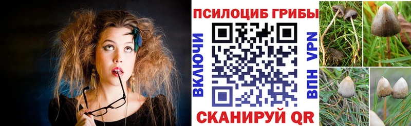 где можно купить Колпашево Псилоцибиновые грибы мицелий